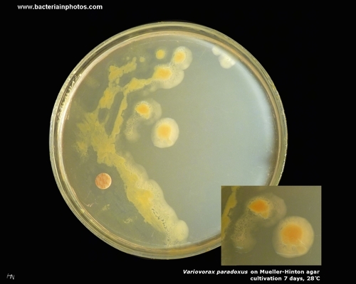 mueller hinton agar and variovorax p.